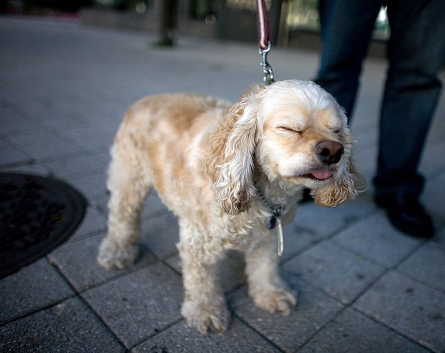 Image of Dog Sneezing