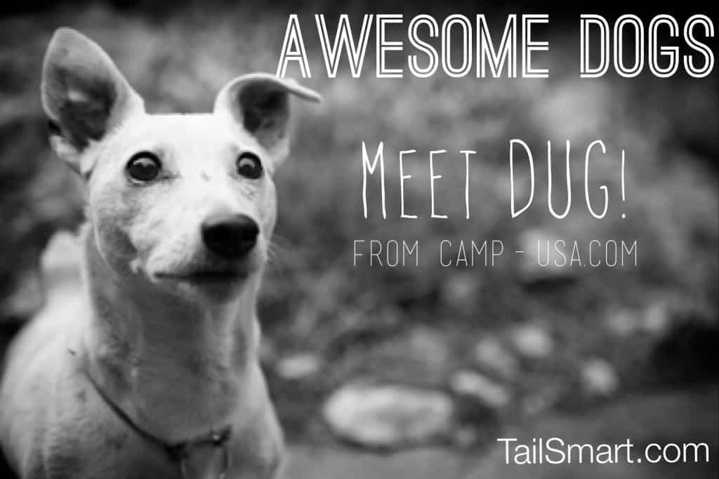 Awesome Dog Dug from CAMP