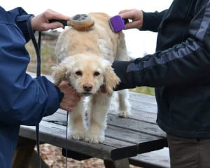 Dog (cocker doodle) being groomed by two owners