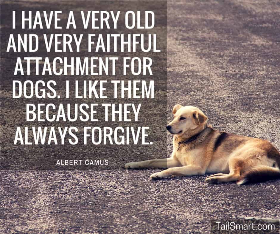 Dogs-always-forgive-Albert-Camus