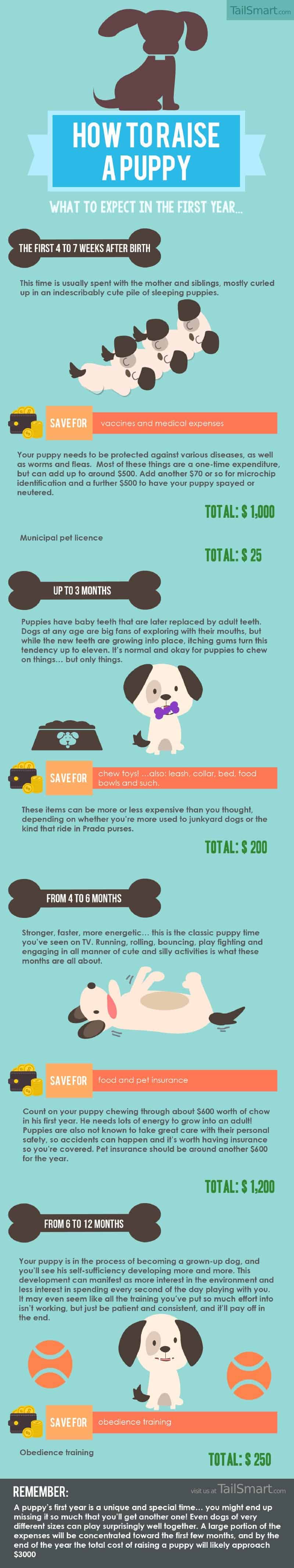 Infographic describing what a new puppy owner can expect in the first year.