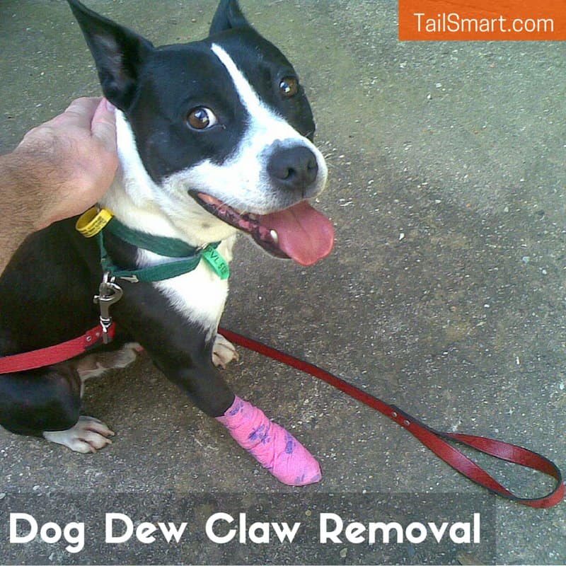 Dog after having his dew claw removed