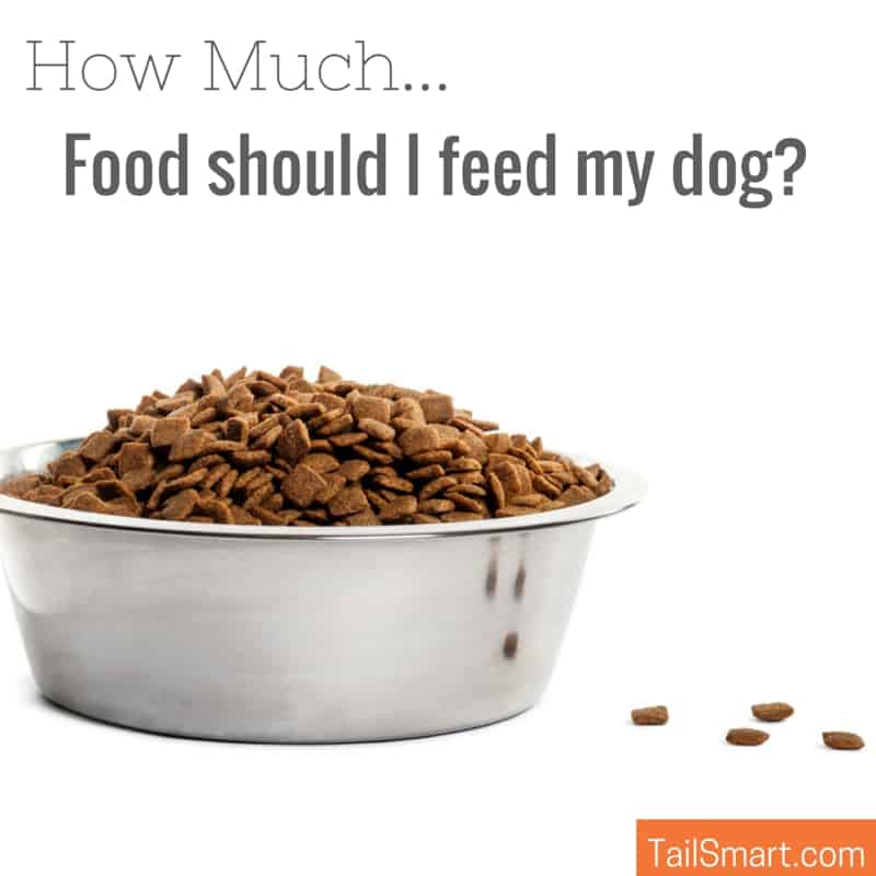 How Much Food Should I Feed My Dog