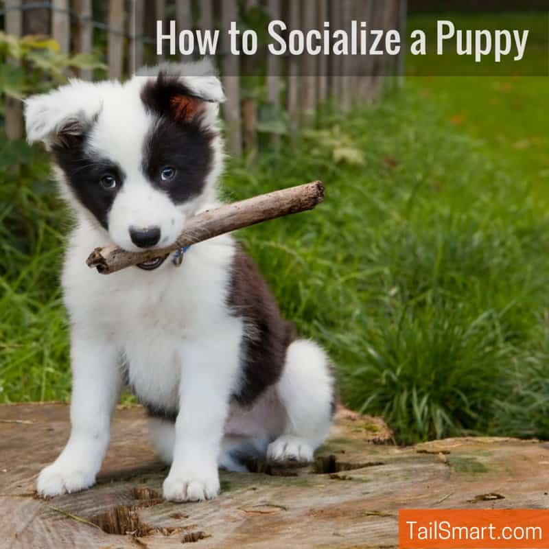 How To Socialize A Puppy
