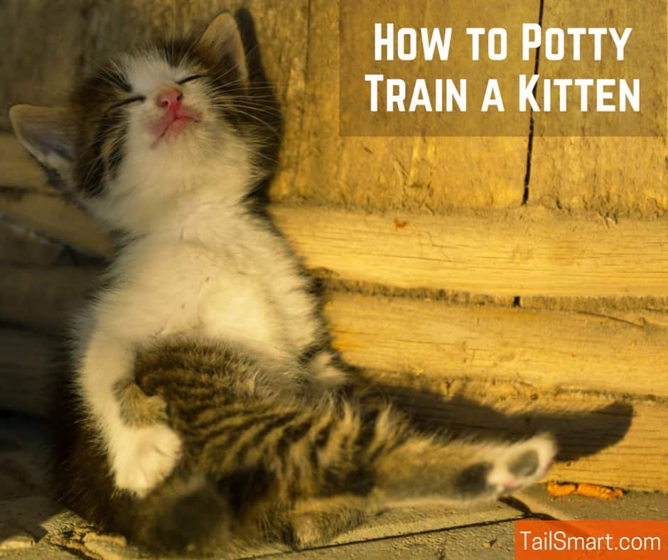 How to Potty Train a Kitten