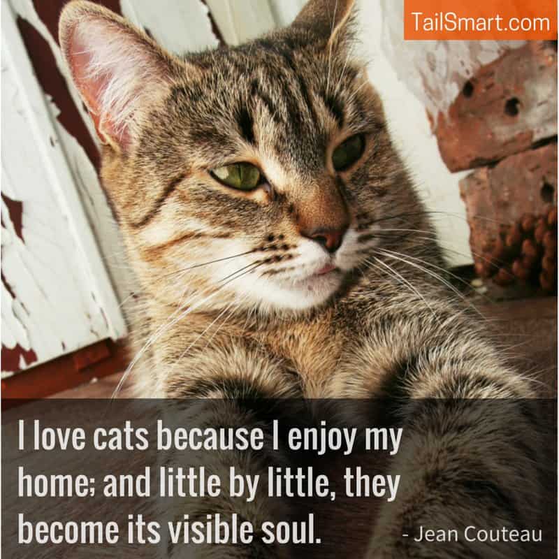 I-love-cats-because-I-enjoy-my-home