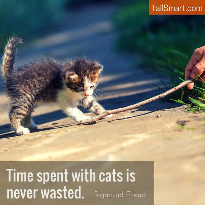 Time spent with cats is never wasted