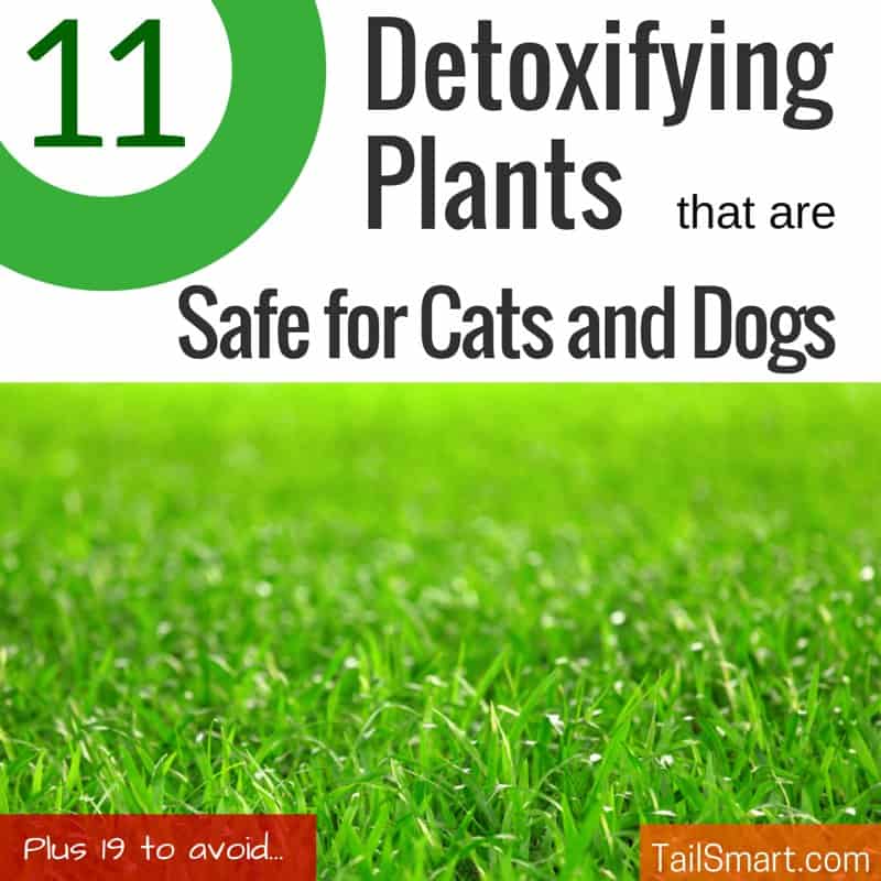 11 Detoxifying plants that are safe for cats and dogs