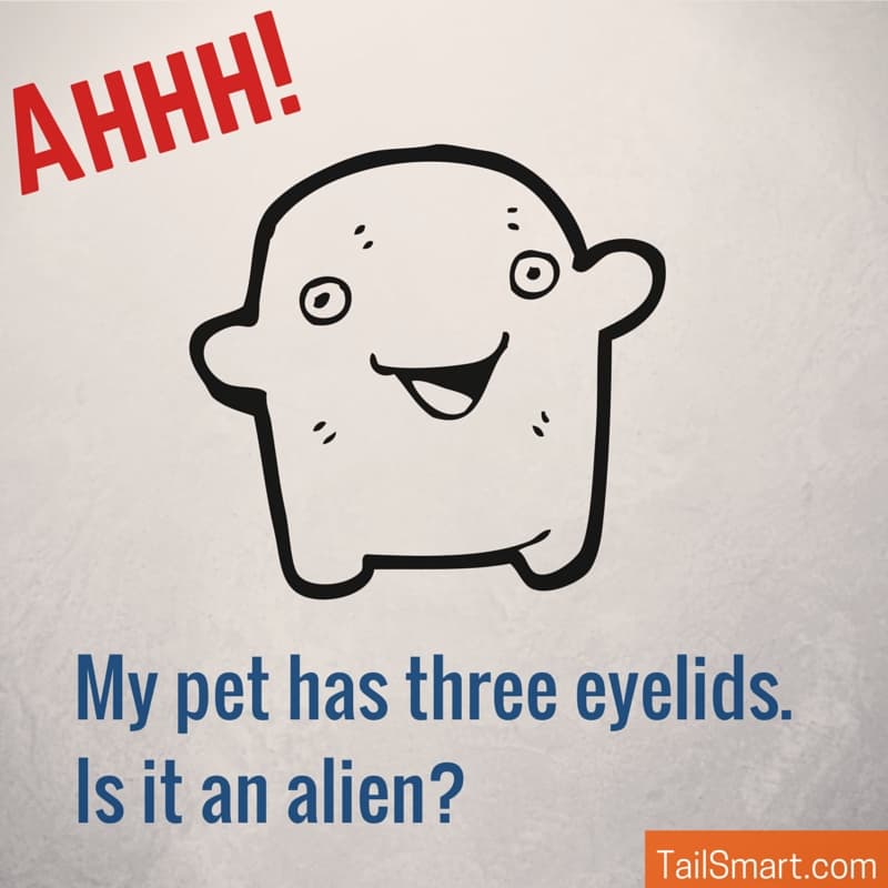 My pet has three eyelids is it an alien?