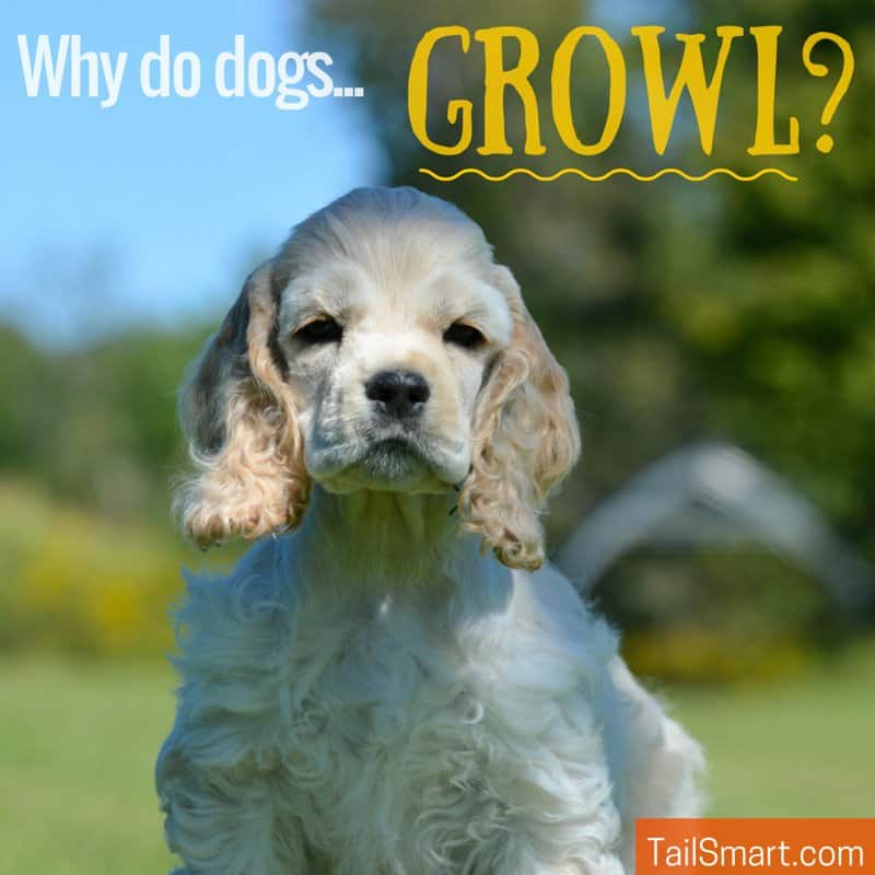 Why do dogs growl?