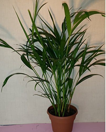 Areca palm safe for cats and dogs