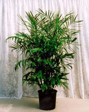 Bamboo palm safe for cats and dogs