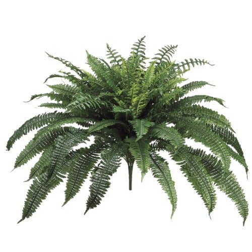 Boston fern safe for cats and dogs