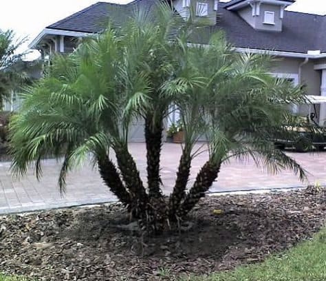 Dwarf date palm safe for cats and dogs