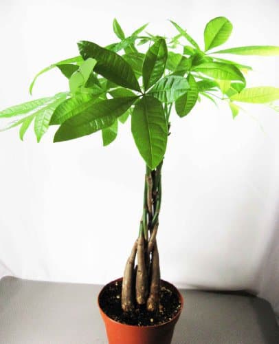 Money plant safe for cats and dogs
