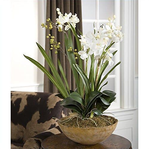 Moth orchids safe for cats and dogs