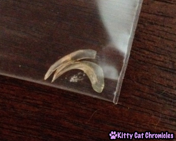 Nail sheath removed from cats eye