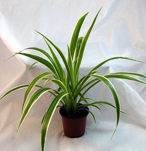Spider plant safe for cats and dogs