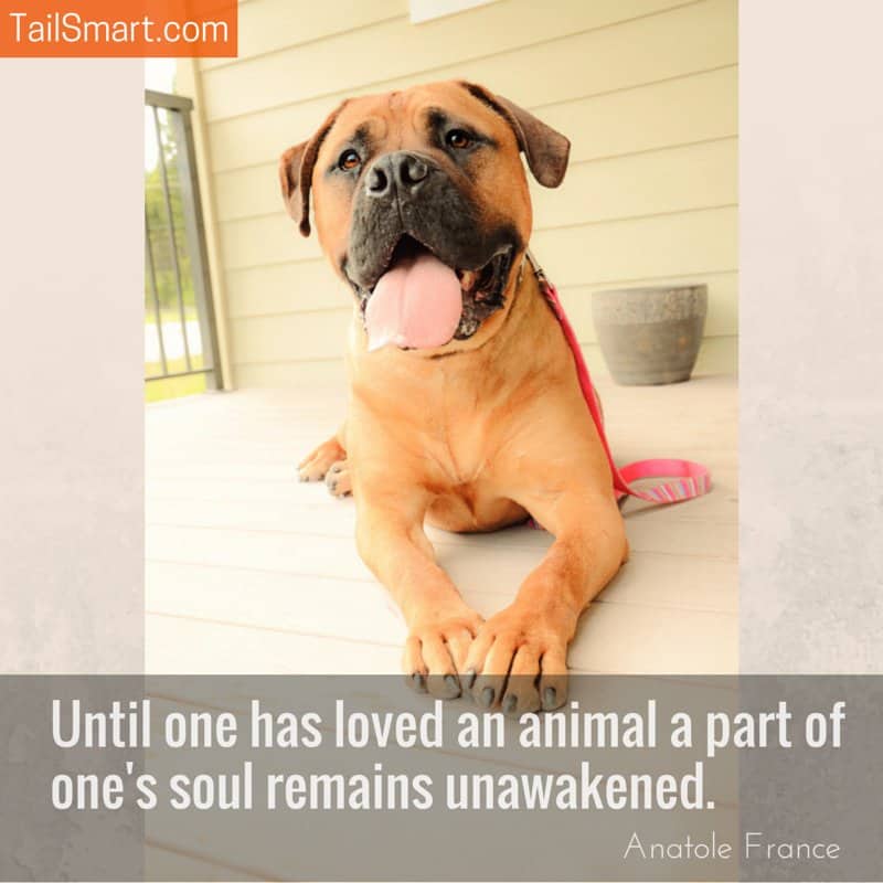 Until one has loved an animal a part of one's soul remains unawakened.