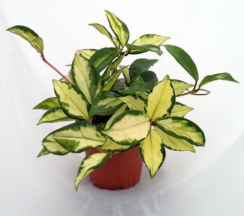 Variegated wax plant safe for cats and dogs