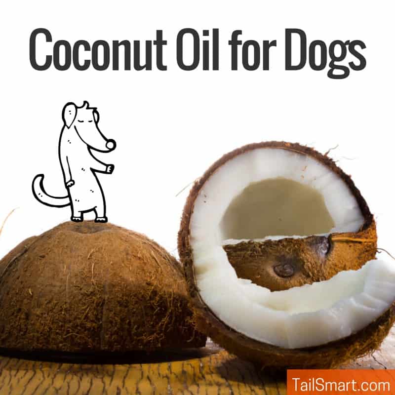 Coconut oil for dogs