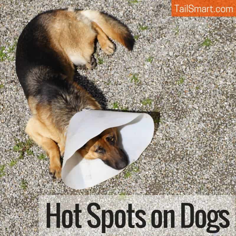 Hot spots on dogs