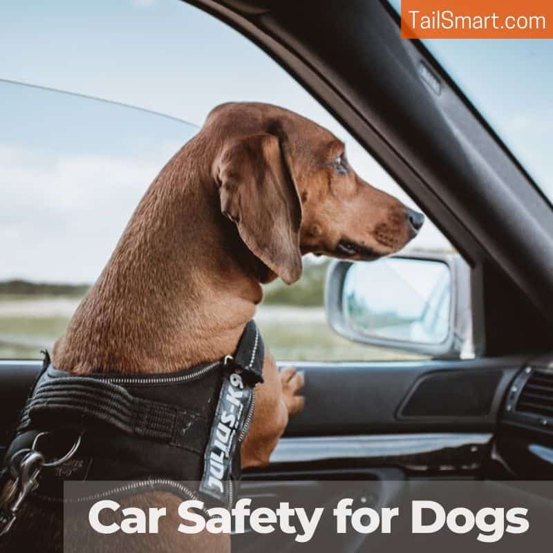 Car safety for dogs