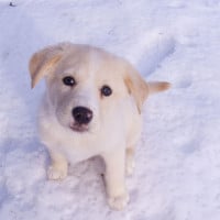 Image of puppy in snow