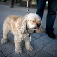 Image of Dog Sneezing