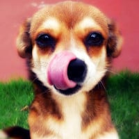 Image of dog licking lips