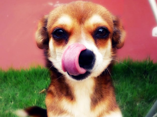 Image of dog licking lips