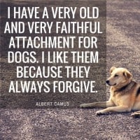 Dogs Always Forgive Albert Camus Quote