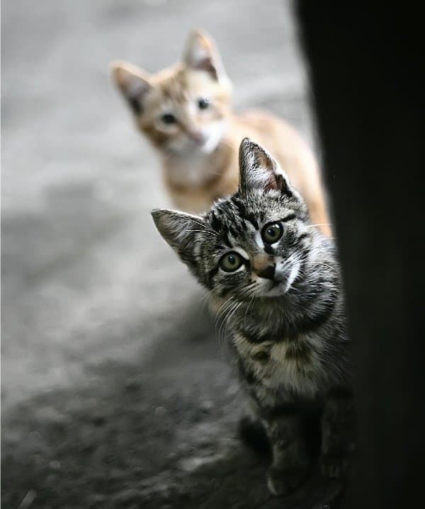 Image of cats ready to have their health and wellness boosted by their New Year's resolutions.