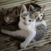 How to raise a kitten .. what to expect in the first year?