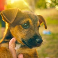 How to raise a puppy .. what to expect in the first year?