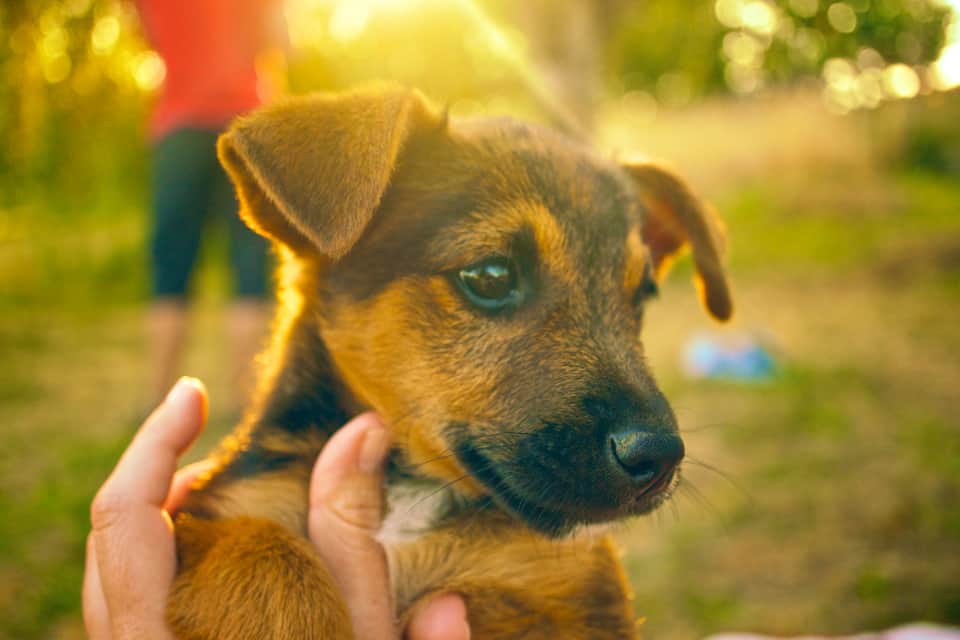 How to raise a puppy .. what to expect in the first year?