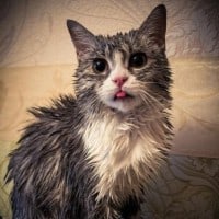 Image of cat after bath
