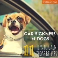 Car Sickness In Dogs