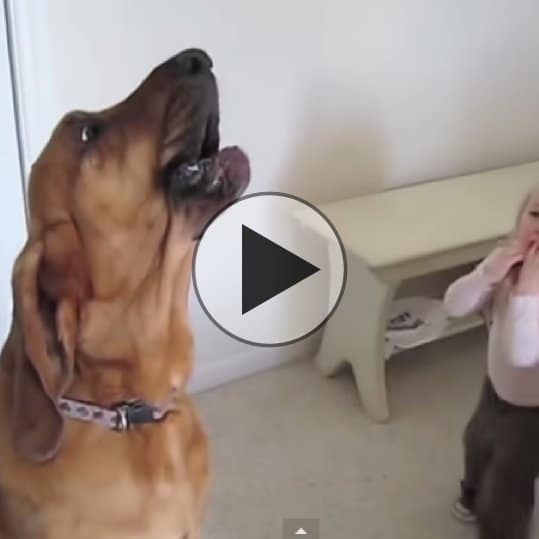 Chewbacca the dog sings with boy