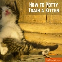 How to Potty Train a Kitten