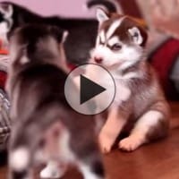 Husky puppy battle royale