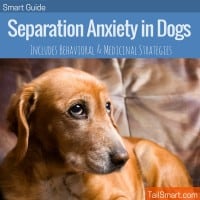 Separation anxiety in dogs