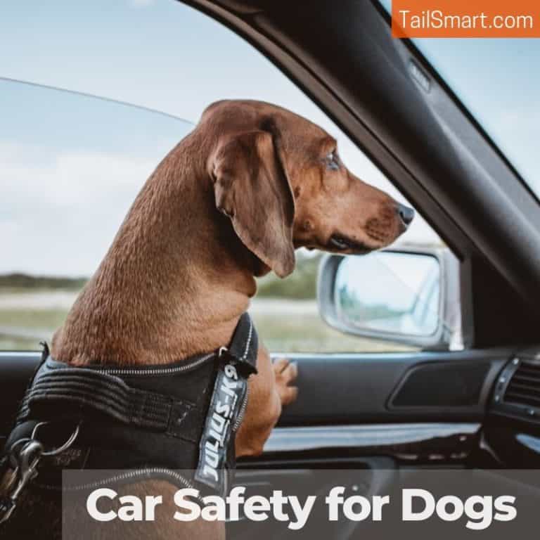 Car Safety for Dogs