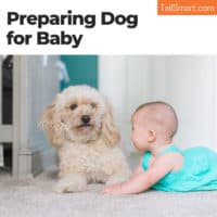 Preparing dog for baby