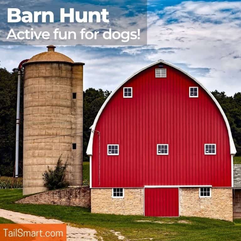 Barn Hunt 101 What It Is, How to Join, and How to Prepare Your Dog