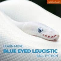Blue eyed leucistic ball python