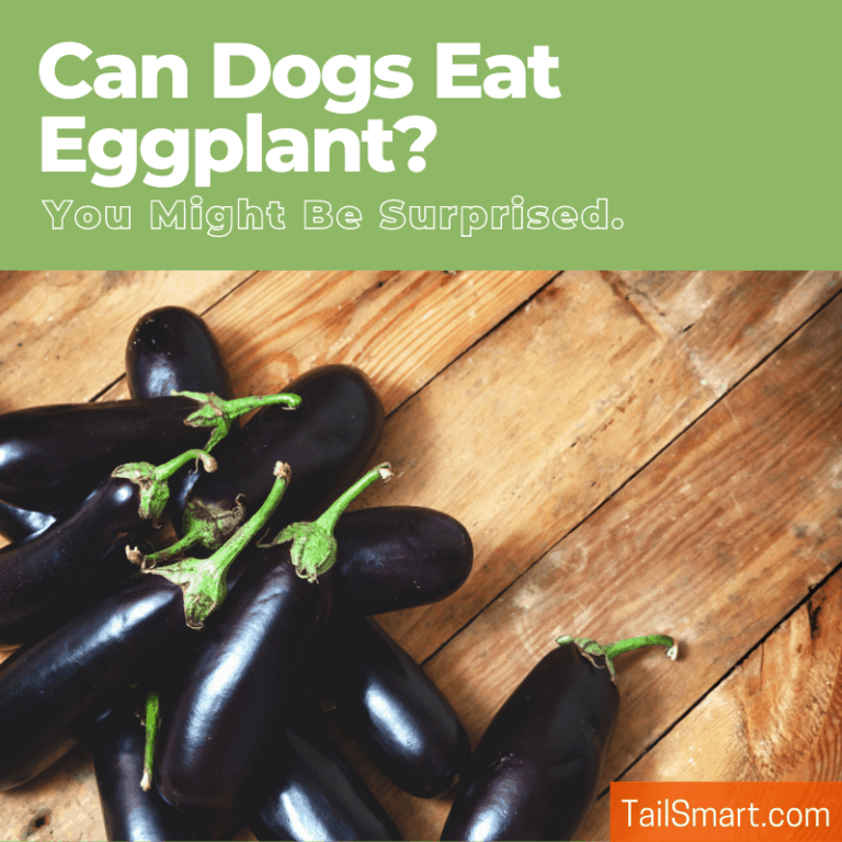Can Dogs Eat Eggplant? Let’s find out if it’s safe!
