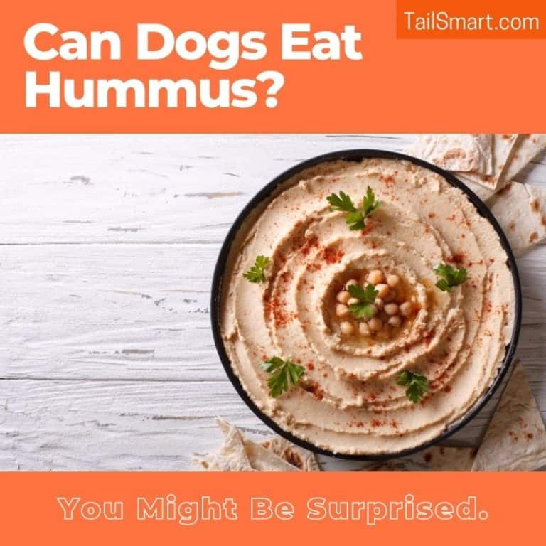 Can Dogs Eat Hummus? You Might Be Surprised.
