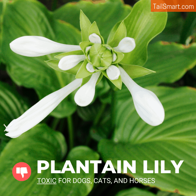 Can dogs eat plantain lilies?