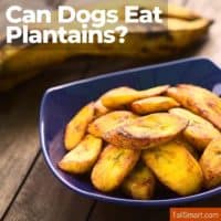 Can dogs eat plantains?